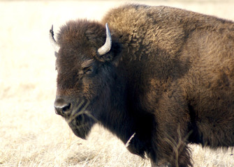 Head of bull buffalo