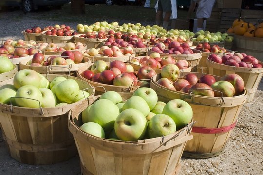 Bushels Of Apples