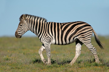 Plains ( Burchell's) Zebras (Equus quagga