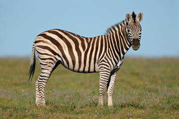 Fototapeta na wymiar Plains (Burchell) Zebry (Equus quagga)