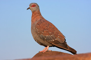 Rock pigeon (Columba guinea)