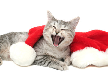 The grey cat yawns near to a New Year's cap