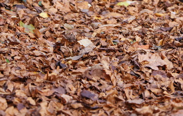 fall leaf background