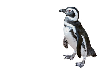 Fototapeta premium pingwin