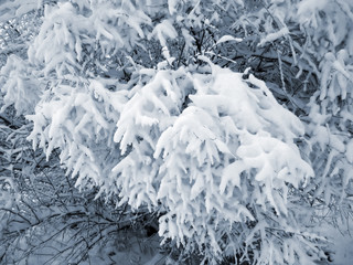 branches under a snow