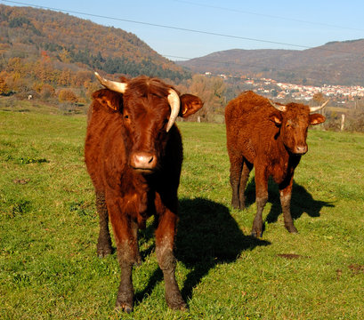 vaches