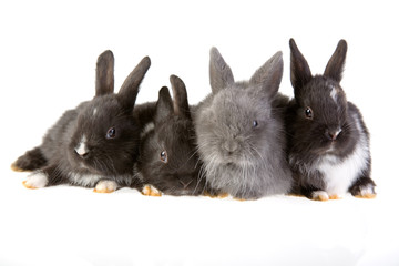 four bunny