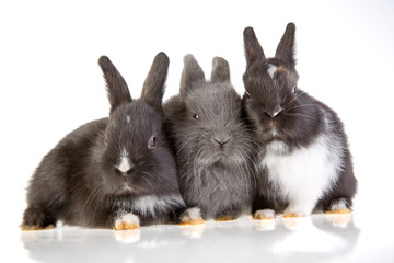 three bunny