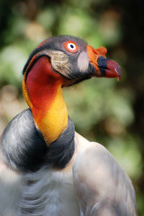vautour pape