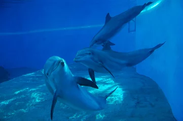 Zelfklevend Fotobehang 3 dolphins © Balogh Eniko