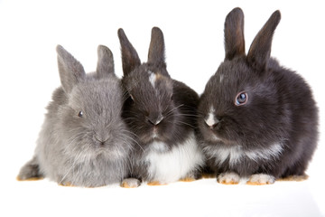 Obraz premium three bunny