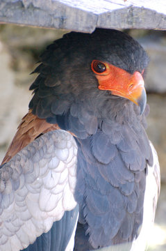 Rapace abrit&eacute;