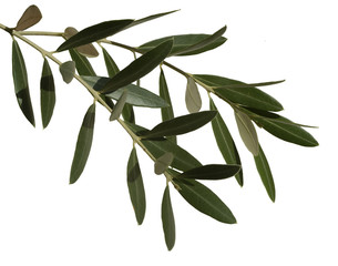 olive leaves