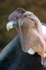 condor des andes
