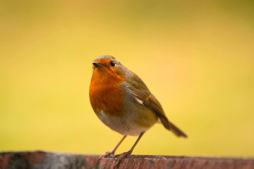 Robin (Erithacus rubecula)
