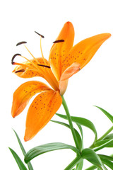 Orange lily