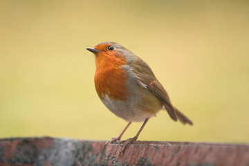 Robin Redbreast - erithacus rubecula