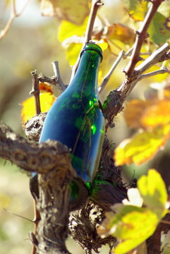 vi&ntilde;a y botella_5