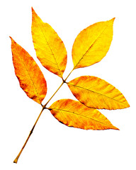 color leaf