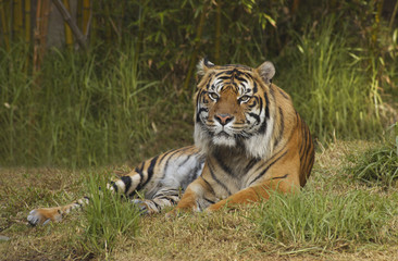 Bengal tiger in front of bamboos