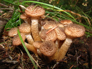 Bouquet of mushrooms