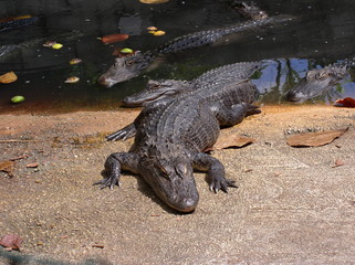 ALLIGATOR 
