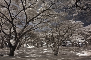 Infrared photo – tree, skies and flower in the parks 