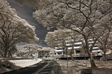 Infrared photo – tree, building and flower in the parks 