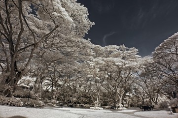 Infrared photo – tree, skies and flower in the parks 