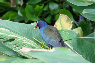 blue bird in the garden