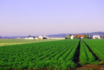 Fototapeta na wymiar farmland with barns and rows of crops