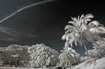 Infrared photo &ndash; tree, skies and flower in the parks 