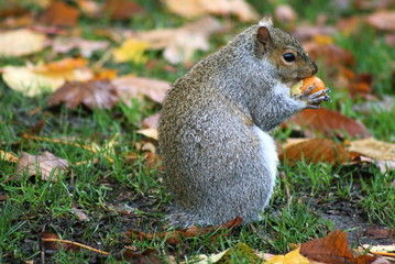 Squirrel at Lunch2