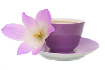 Lilac flower on a white background