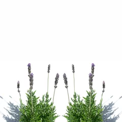 Tuinposter Lavendel lavendel symmetrie