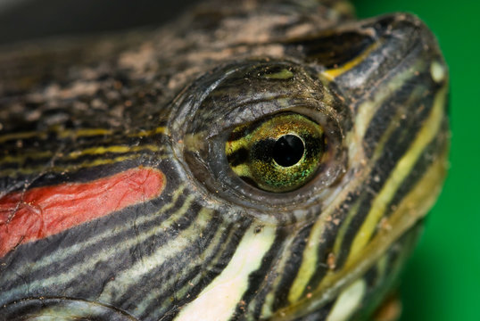 El ojo de la tortuga