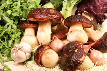 Mushroom – cep (Boletus edulis) - king of pore fungi