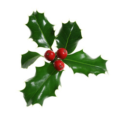 Holly Isolated on White