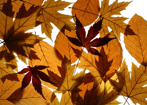 Yellow Maple and Beech Leaves Texture