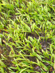 Plant is the lily of the valley