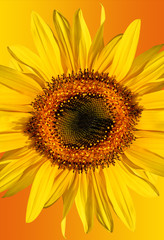 Obraz premium Sunflower Beauty