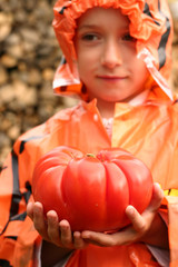 huge tomato