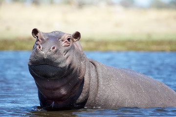 Mirada de hipopótamo - obrazy, fototapety, plakaty