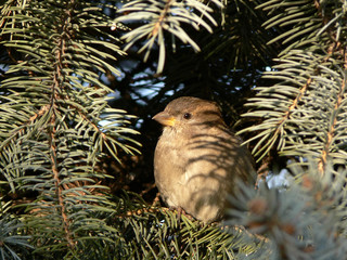 Lone sparrow hiding in the fir-tree