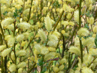 Pussy-willow blossom