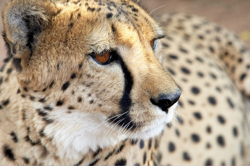 Plano corto de un guepardo