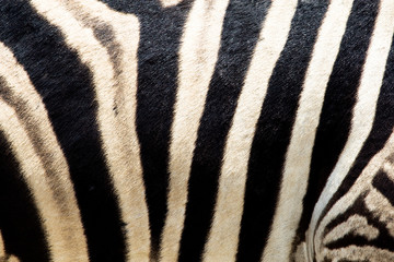 Fototapeta na wymiar Zebra skóry