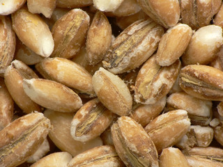 Pearl barleys close-up