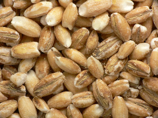 Pearl barleys
