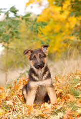 German Shephard dog puppy